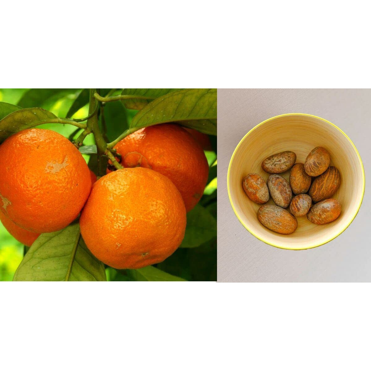 Jeb Foods African Bitter Kola Nuts, Bitter Kola Retro Garcinia, Petit Cola Nut, Obi Abata Cola Nut (8Oz)