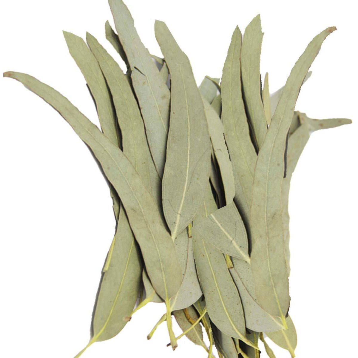 Whole Eucalyptus Leaves, Natural Eucalyptus Herb Leaves, 114G (4.0 Oz)