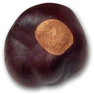 Buckeye Nuts - Quarter Size - Twenty-Five Nuts