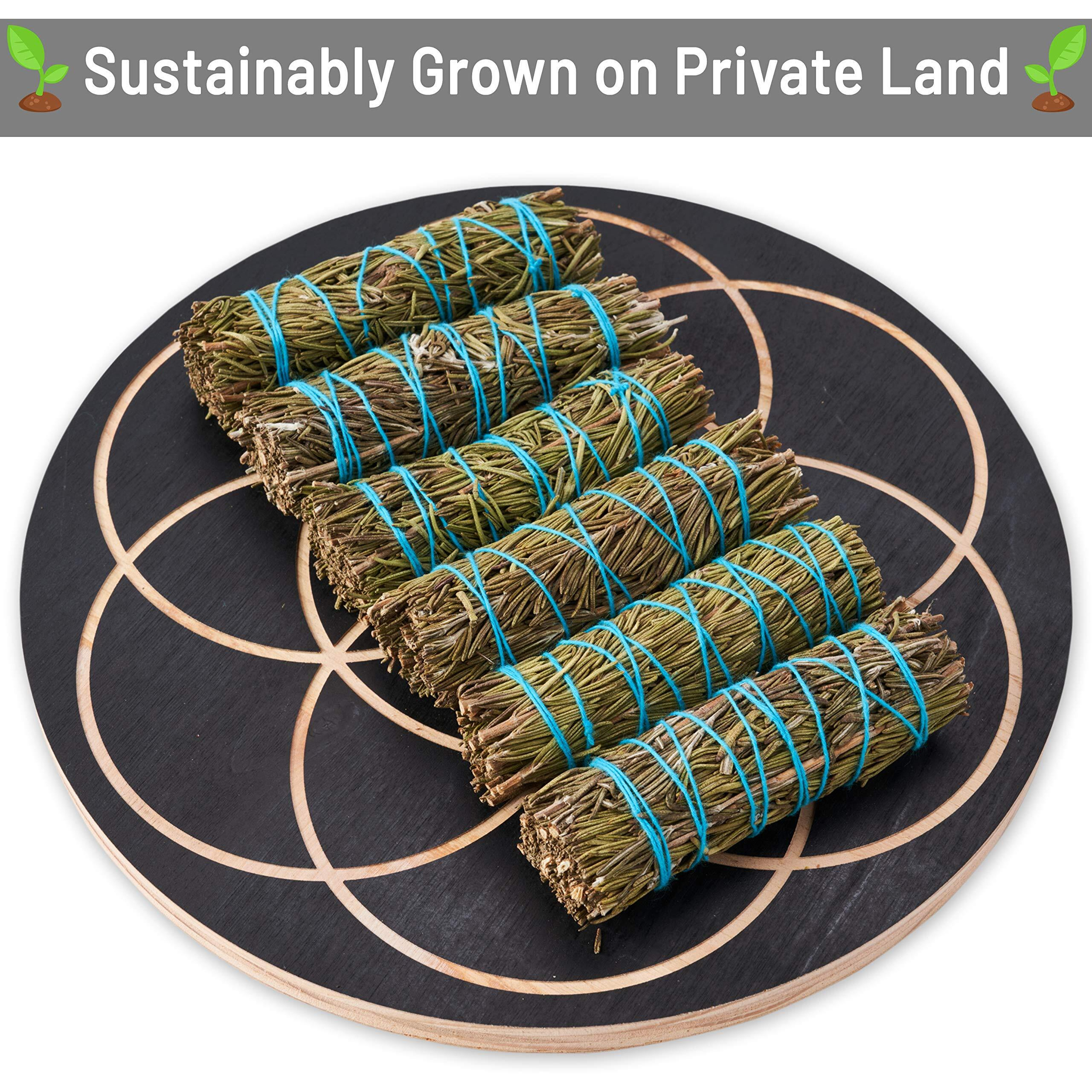 Rosemary Smudge Sticks 4 Inch | Rosemary Sage Smudging Wands | Wholesale Sage Bulk Sage Kit | Salvia Blanca Para Limpiar | Sustainably Sourced California Sage