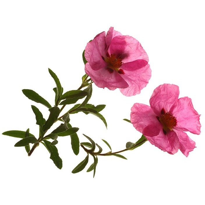 Pure And Organic Biokoma Cistus - Rock Rose Natural Dried Leaves, Herbal Tea In Resealable Pack Moisture Proof Pouch 100G - Turkish