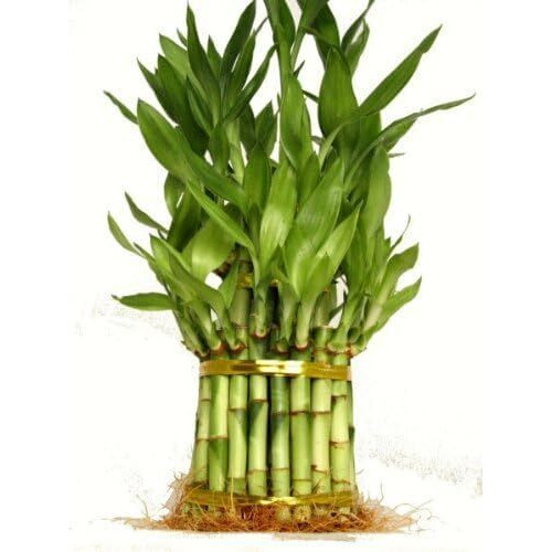 3 Tier Lucky Bamboo (Total +/- 38 Stalks) Comes Built With 4"" 6"" And 8"" Lucky Bamboo