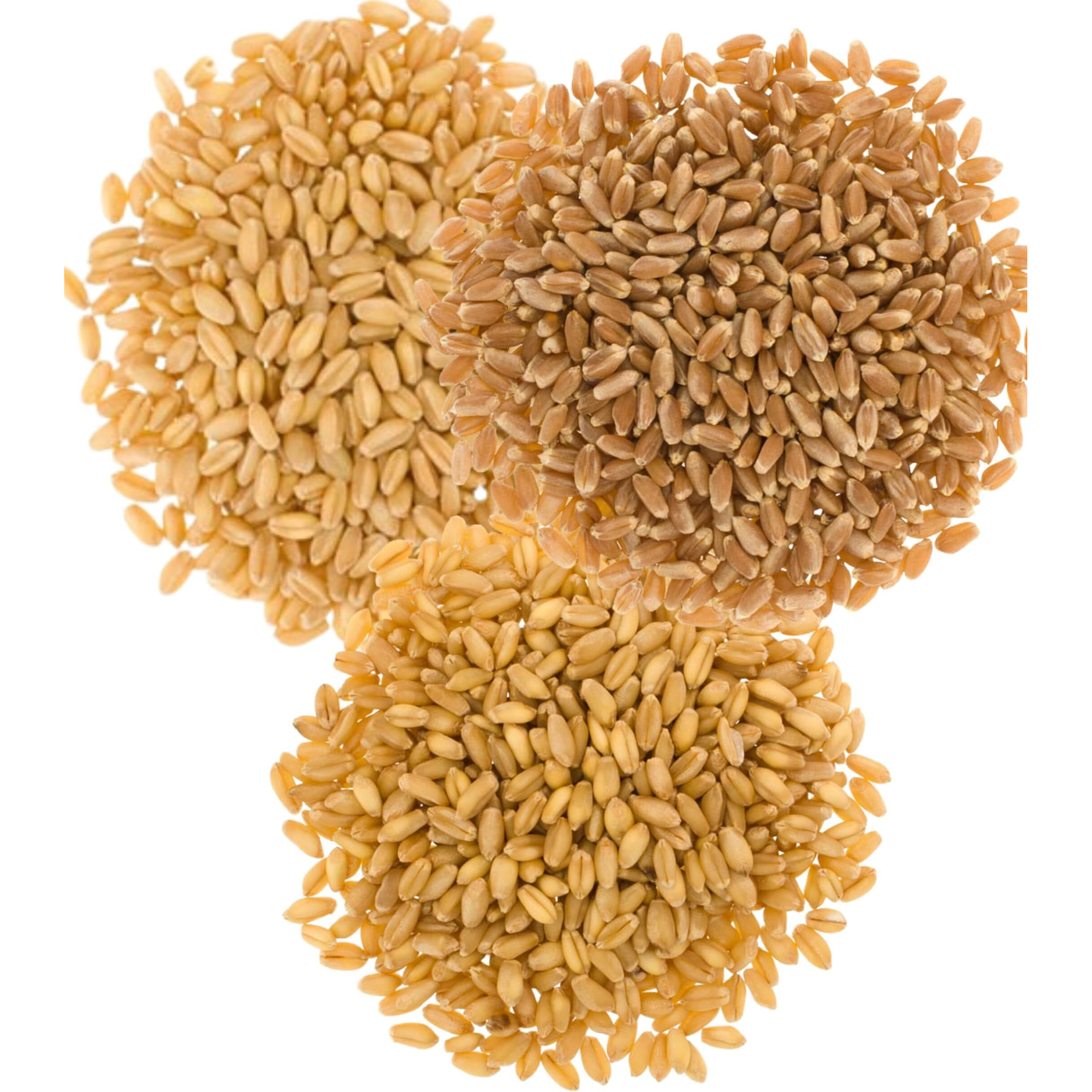 Hard White Wheat | Soft White Wheat | Hard Red Spring Wheat | 15 Lbs | 100% Desiccant Free | Non-Gmo Project Verified | Kosher Parve | Usa Grown | Field Traced | (5 Pound, Pack Of 3