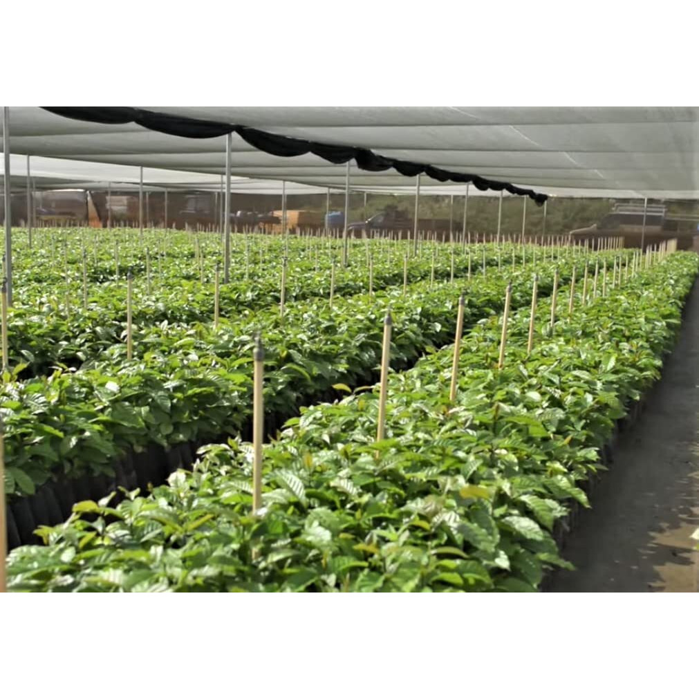 Cafe Crema Ground Puerto Rican Coffee, 14 Ounce Bag (6 Bags)