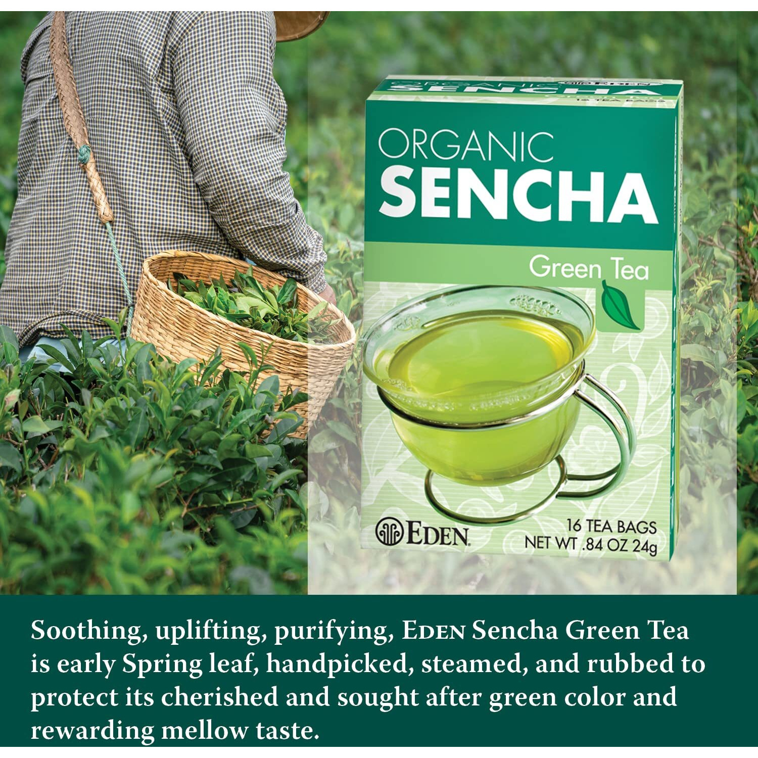 Eden Organic Sencha Green Tea, Japanese, Uji Cha, 16 Unbleached Manila Tea Bags/Box (12-Pack Case)