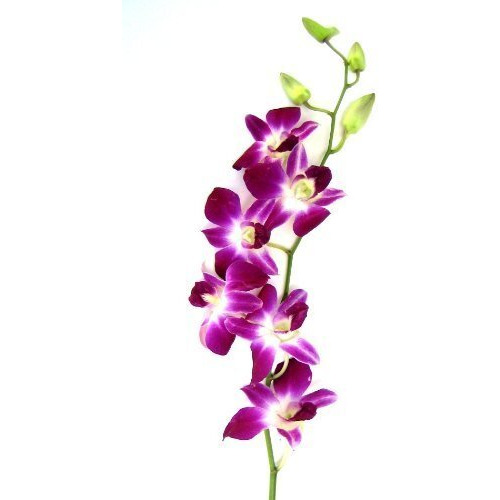 Fresh Cut Purple Orchid With Custom Printed Ribbon (30 Stems With Vase)
