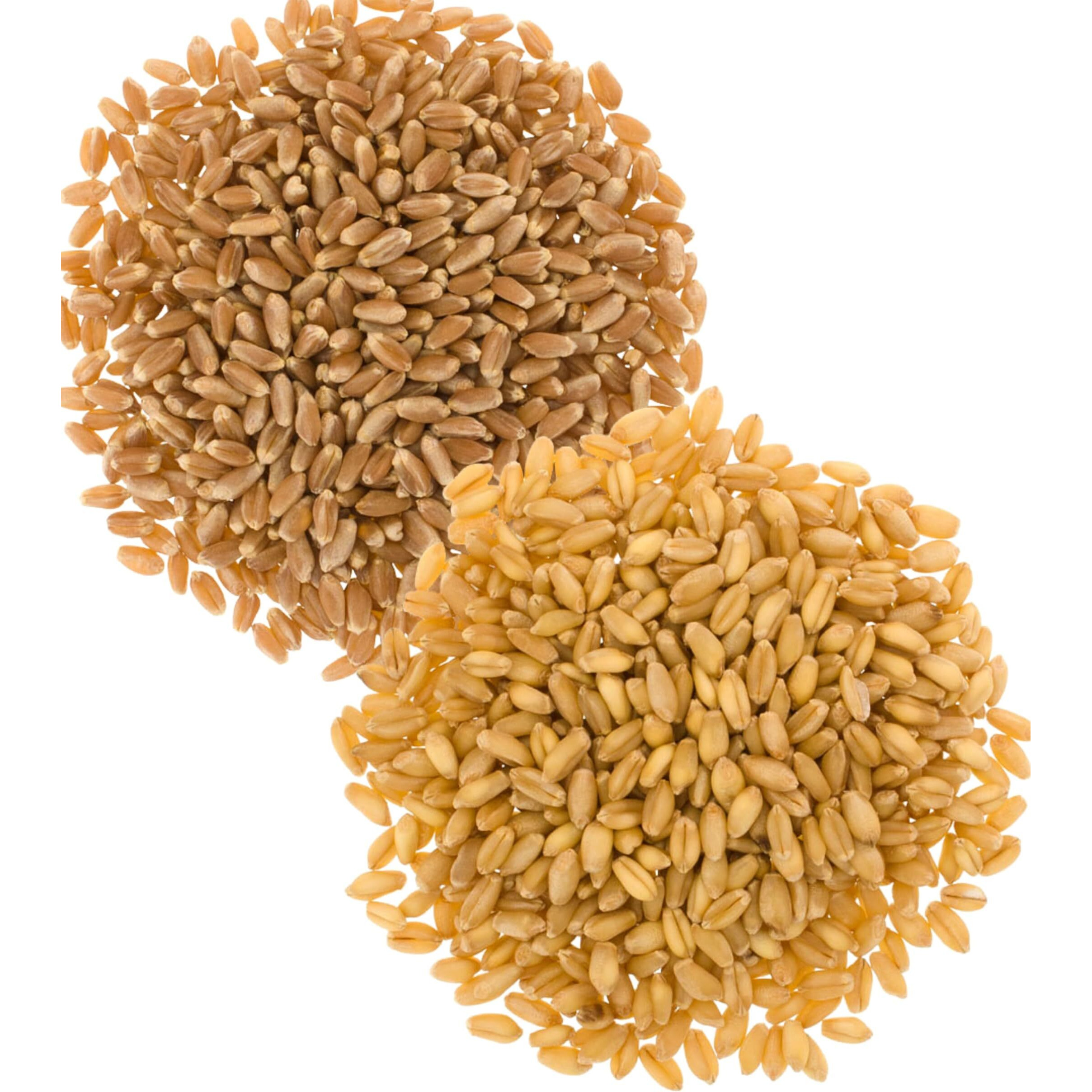 Wheat Berries | Hard Red Spring And Soft White Wheat Pack | 2-5 Lb Burlap Bags (10 Lbs Total) | Washington Family Farmed | Non-Gmo Project Verified |