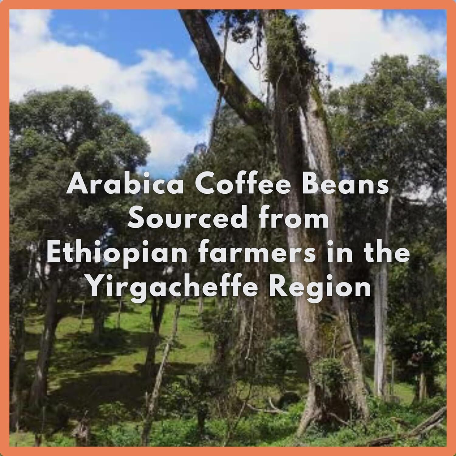 Caf   Grumpy Ethiopia Farm To Table Yirgacheffe Coffee, 12Oz Bag, Single Origin, Medium Roast, Drip, French Press, Pour Over, Cold Brew (Whole Beans)