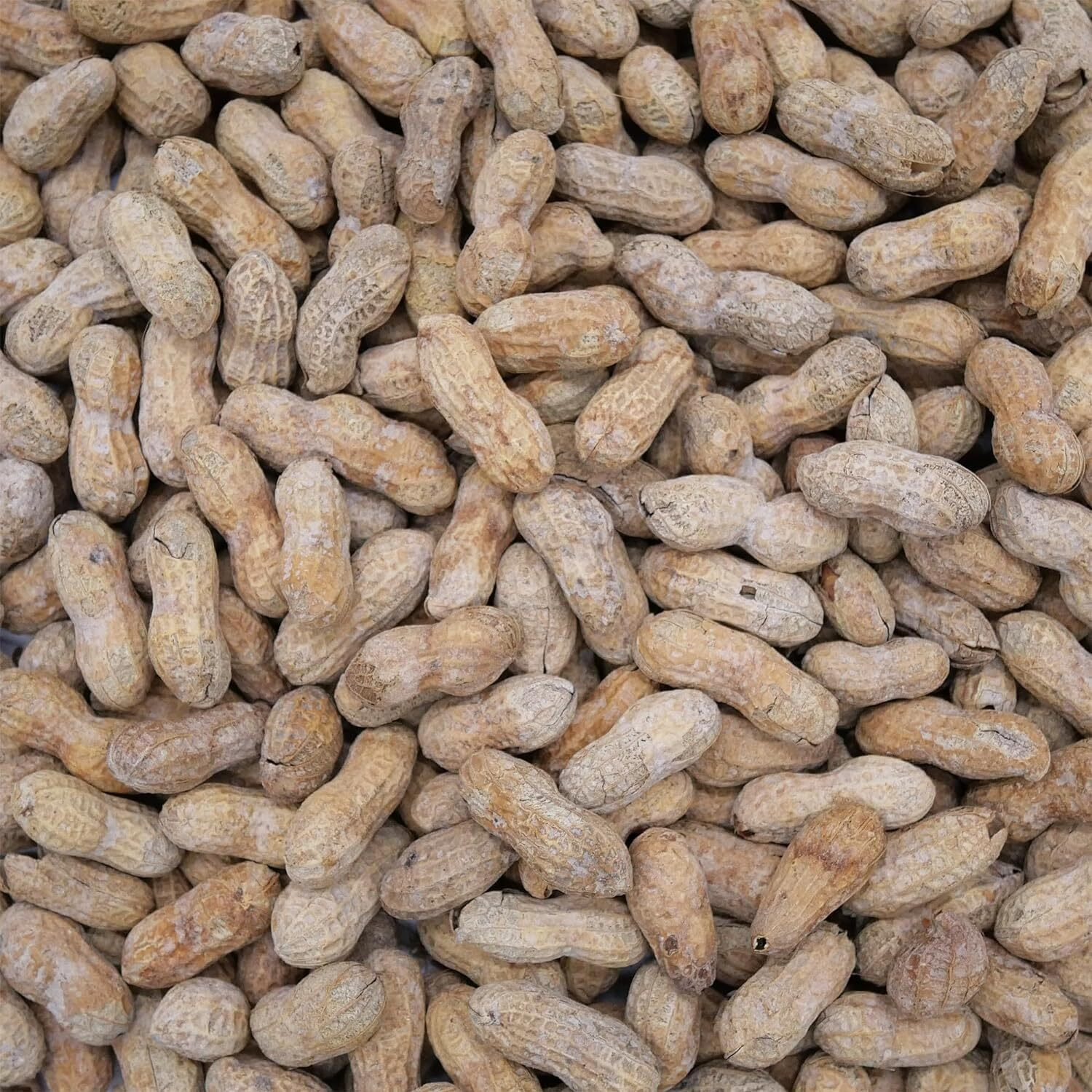Barcelona Nut Inshell Peanuts Salted & Roasted - 10 Pounds - Deliciously Old Fashioned - Usa Grown - Gluten Free - In Shell For Humans - Peanuts In The Shell
