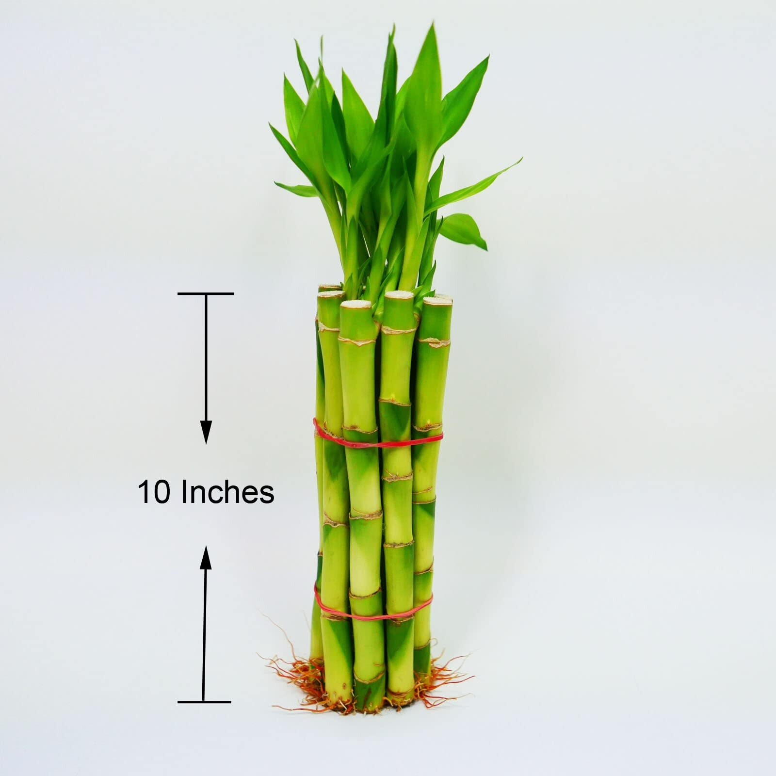 Bamboo Stalks With Shoots, 10""