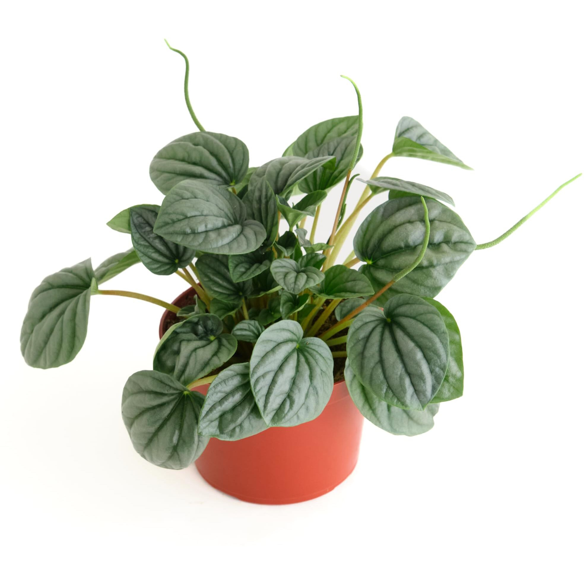 Shop Succulents Peperomia Frost, Live Indoor Plant, Low Maintenance Compact Houseplant With Striking Silver-Gray Leaves, Ideal For Home Decor, Office, And Room Enhancement, 6 Inch Nursery Pot