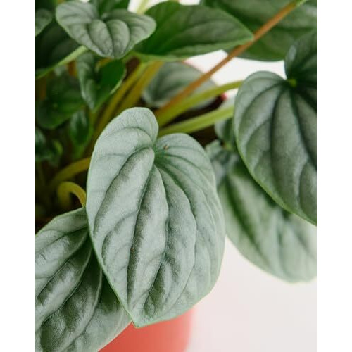 Shop Succulents Peperomia Frost, Live Indoor Plant, Low Maintenance Compact Houseplant With Striking Silver-Gray Leaves, Ideal For Home Decor, Office, And Room Enhancement, 6 Inch Nursery Pot