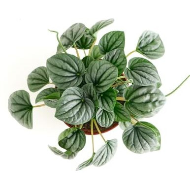 Shop Succulents Peperomia Frost, Live Indoor Plant, Low Maintenance Compact Houseplant With Striking Silver-Gray Leaves, Ideal For Home Decor, Office, And Room Enhancement, 6 Inch Nursery Pot