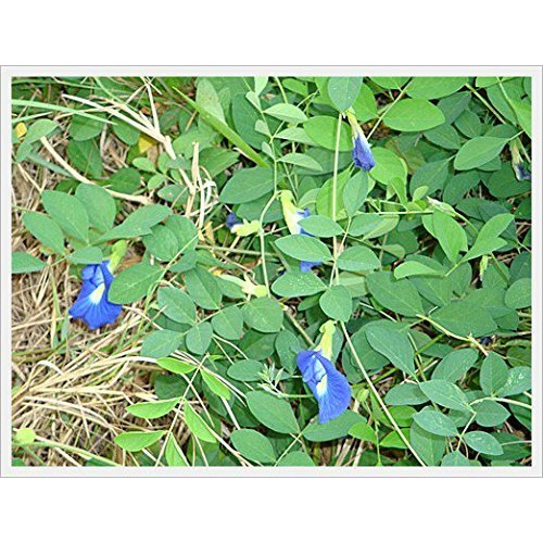 Butterfly Pea Flowers Whole, Dried Herb 100% (1000 G)