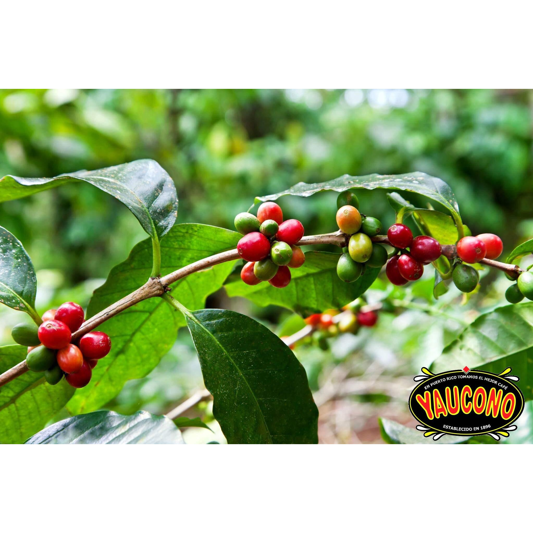 Yaucono Ground Coffee, Arabica, Medium Roast, Puerto Rico, 10 Ounce Can (Pack Of 1)