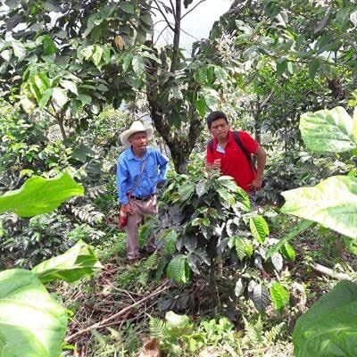 2Lb Fair Trade Organic Certified Guatemalan Whole Bean Medium Roast Coffee, 100% Arabica Specialty Coffee, 32 Ounces, 2 Pounds, Bulk Coffee