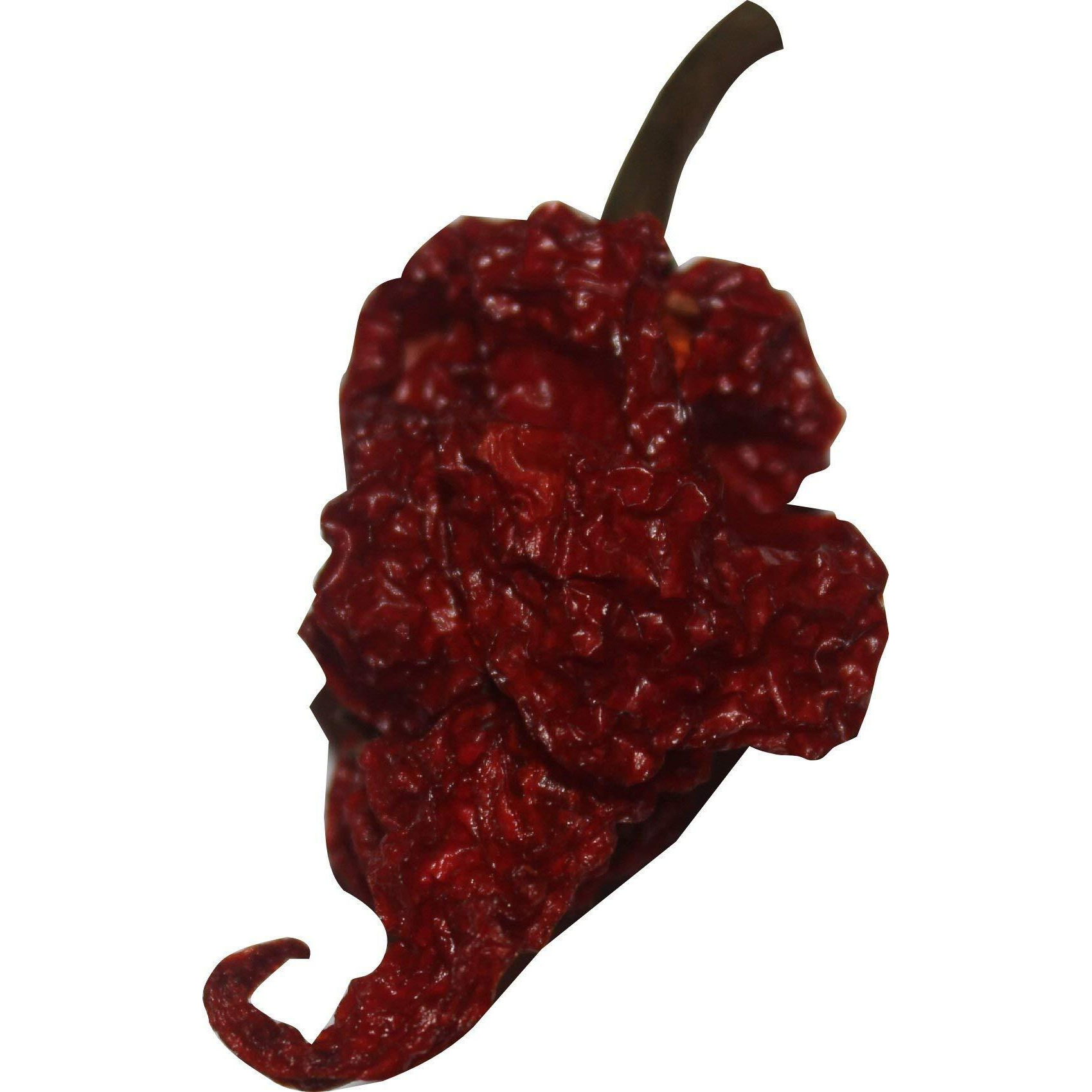 7 Dried Whole Scorpion Chili Peppers Trinidad Moruga Hot Pepper Red Tail +2 Free