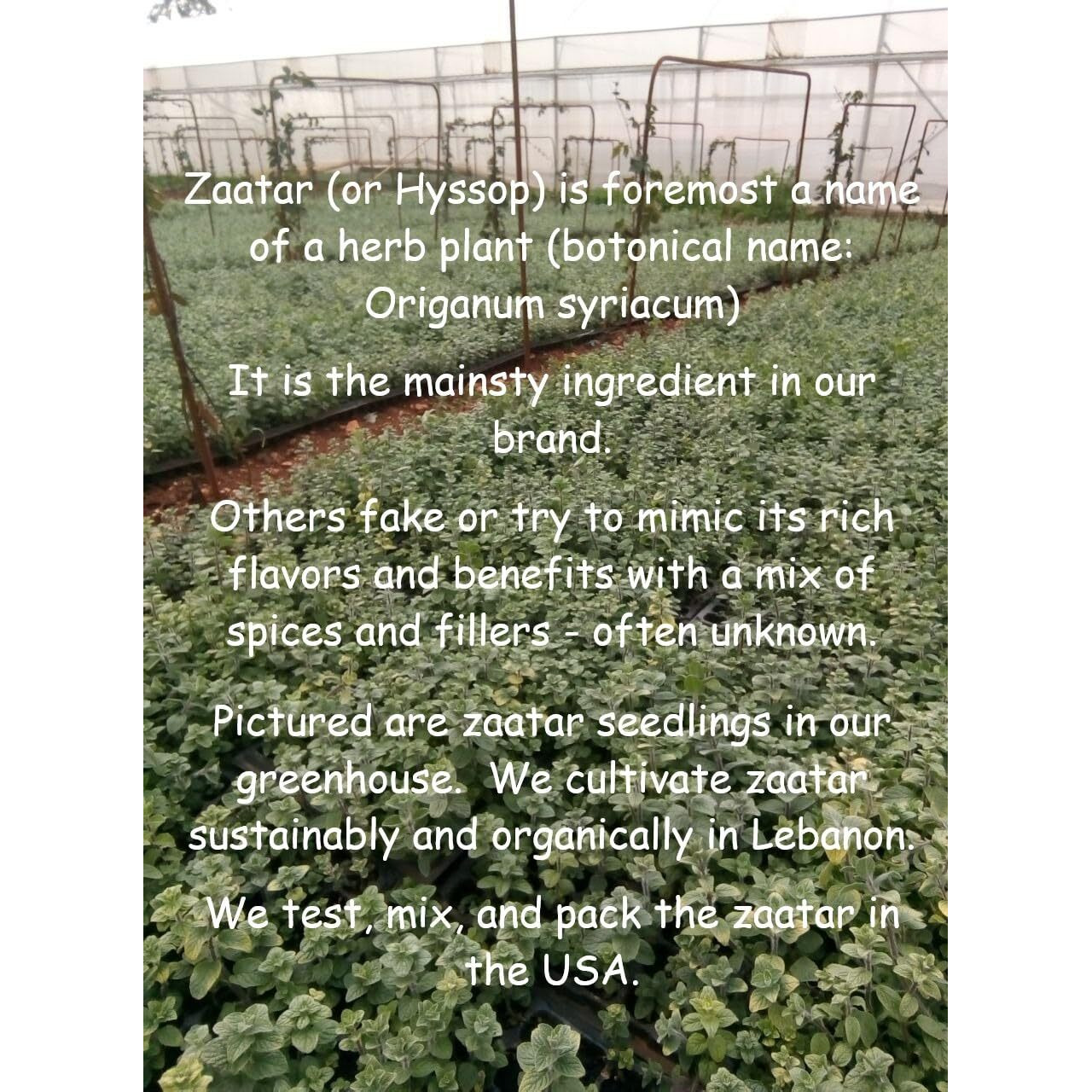 Zaatar By Tyme Foods - With Genuine Hyssop Herb (Origanum Syriacum) - Real Za'Atar Seasoning Spice Blend