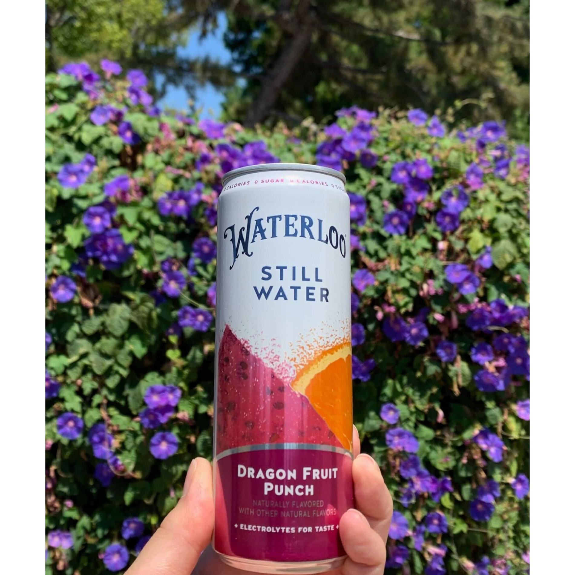 Waterloo Still Water, Dragon Fruit Punch | Naturally Flavored Purified Water | 12 Fl Oz Cans (Pack Of 12) | Zero Calories | Zero Sugar Or Artificial Sweeteners | Zero Sodium