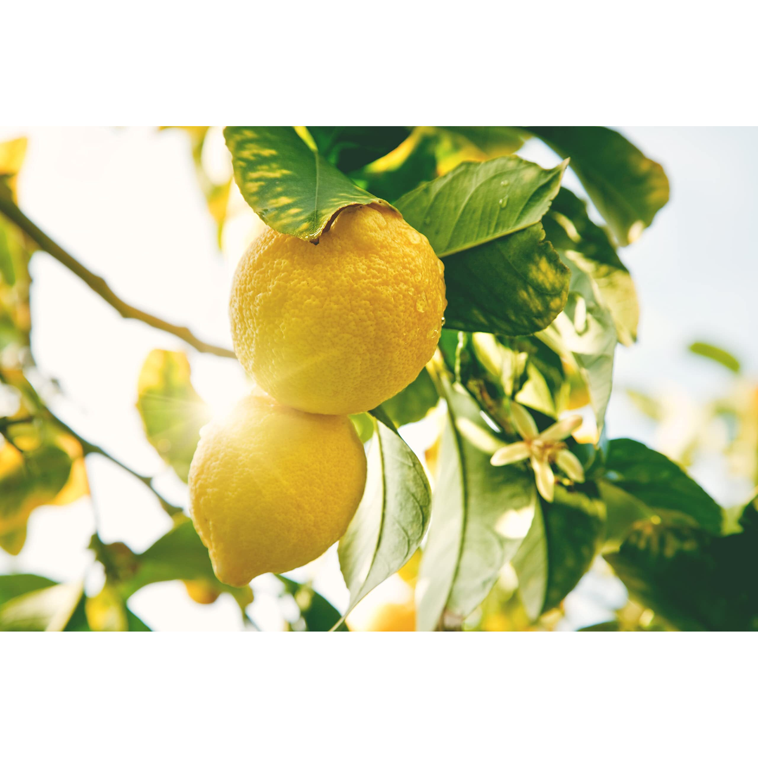 Pure Lemon Extract For Baking And Flavoring - 4 Oz - Premium Quality Natural Flavors For Baked Goods, Desserts, & Cooking