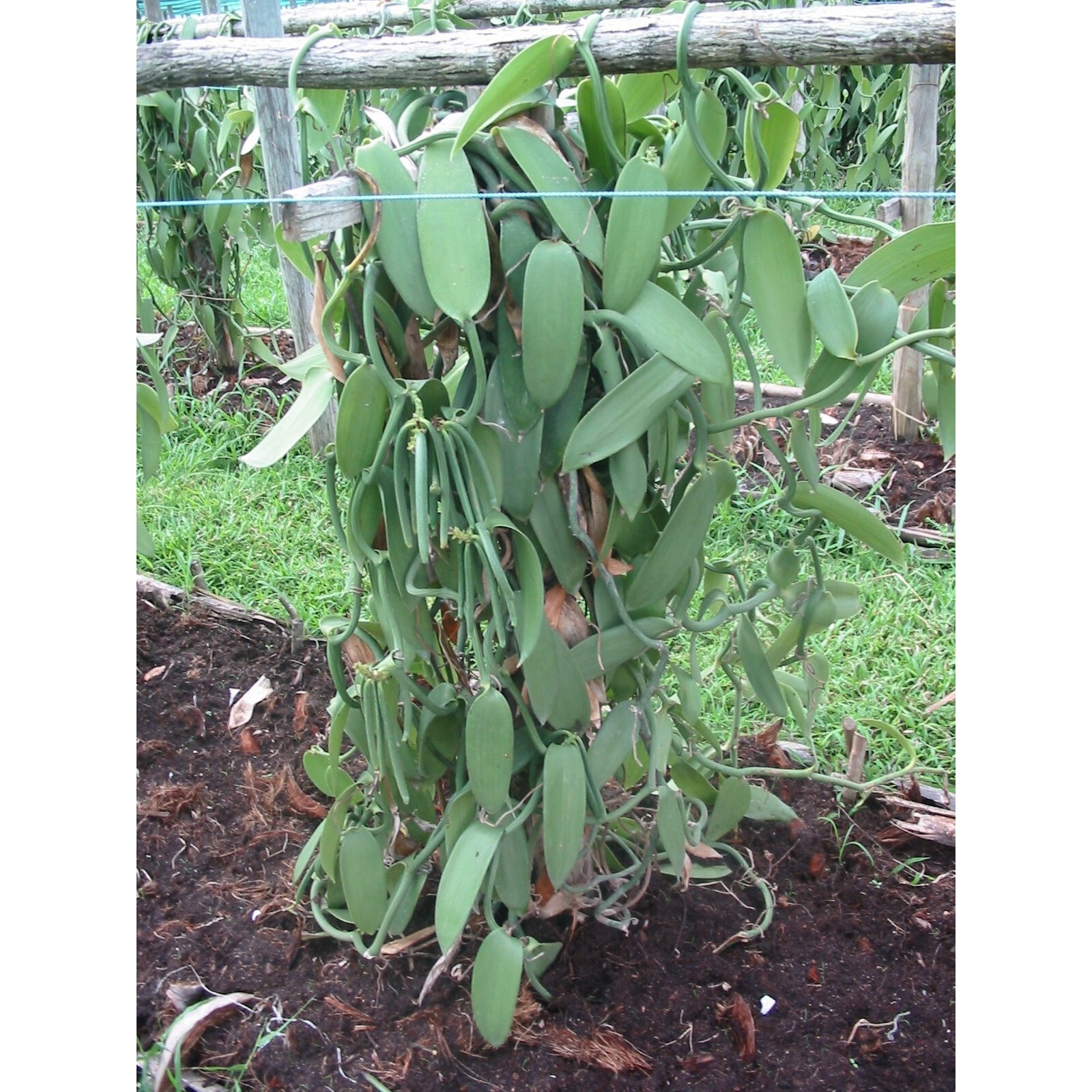 25 Split Extract Grade B Madagascar Bourbon Vanilla Beans 5~6"" Vanilla Pods By Vanilla Products Usa