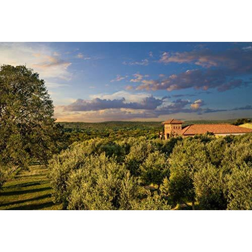 White Lemon Balsamic Vinegar - Gourmet Barrel Aged Infused Balsamic Vinegar - Great For Dressing Dipping Glazing - No Artificial Flavors Or Added Sugar - Made In Texas (16.9 Oz)