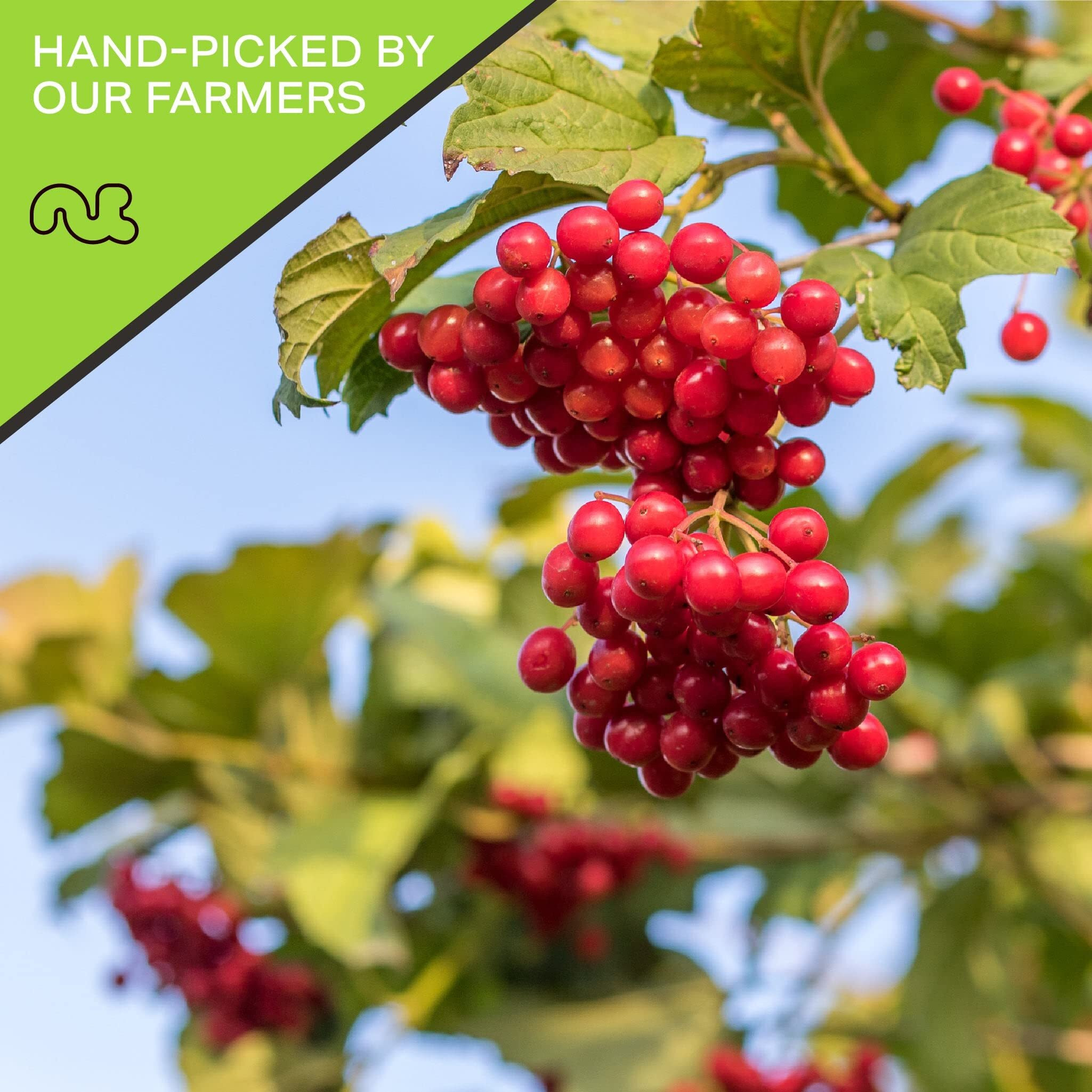 Nut Cravings Dry Fruits - Sun Dried Whole Cranberries, Lightly Sweetened (48Oz - 3 Lb) Packed Fresh In Resealable Bag - Sweet Snack, Healthy Food, All Natural, Vegan, Kosher Certified