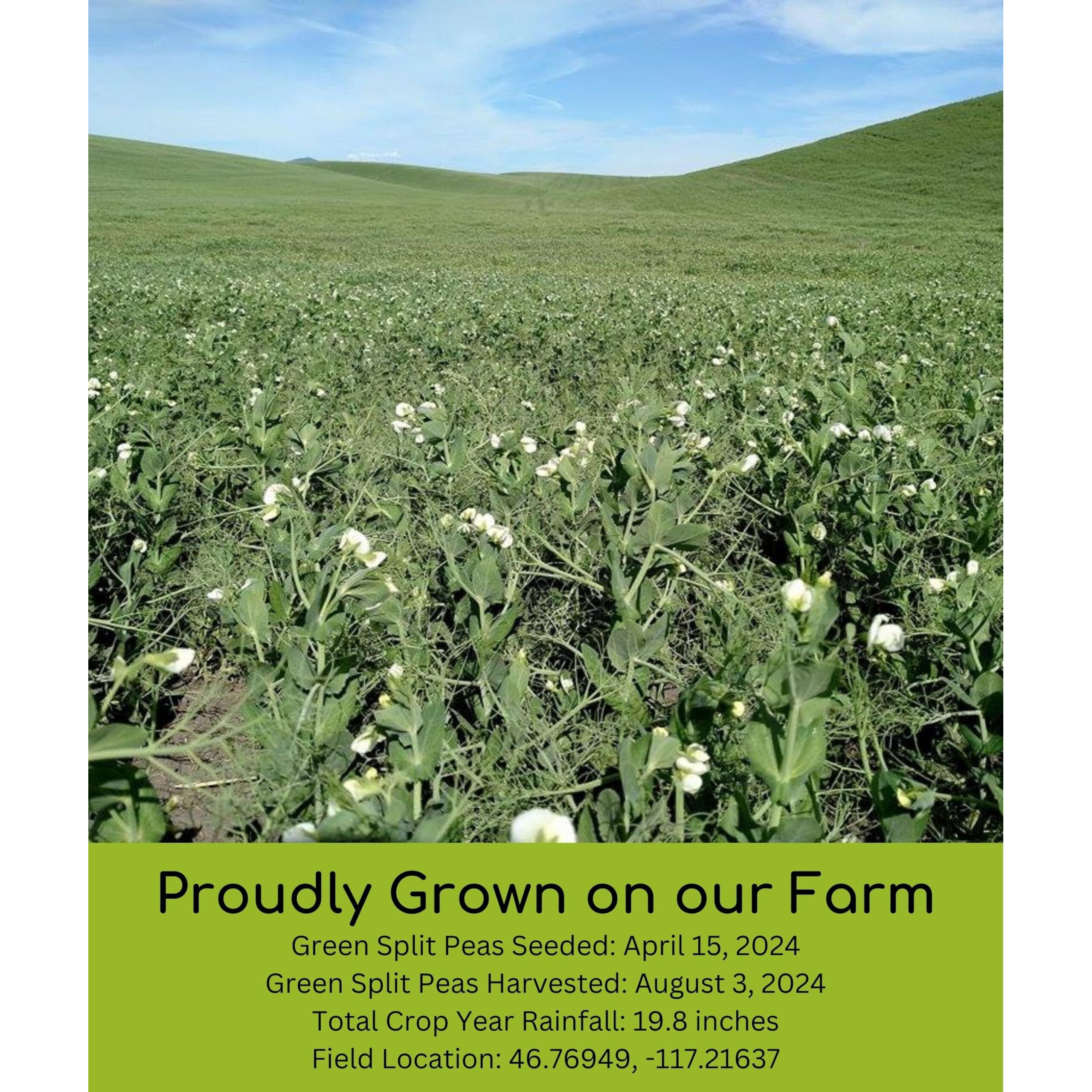 Split Peas | Green | 25 Lbs | Family Farmed In Washington State | Non-Gmo Project Verified | Non-Irradiated | Kosher Parve | Field Traced | High In Protein