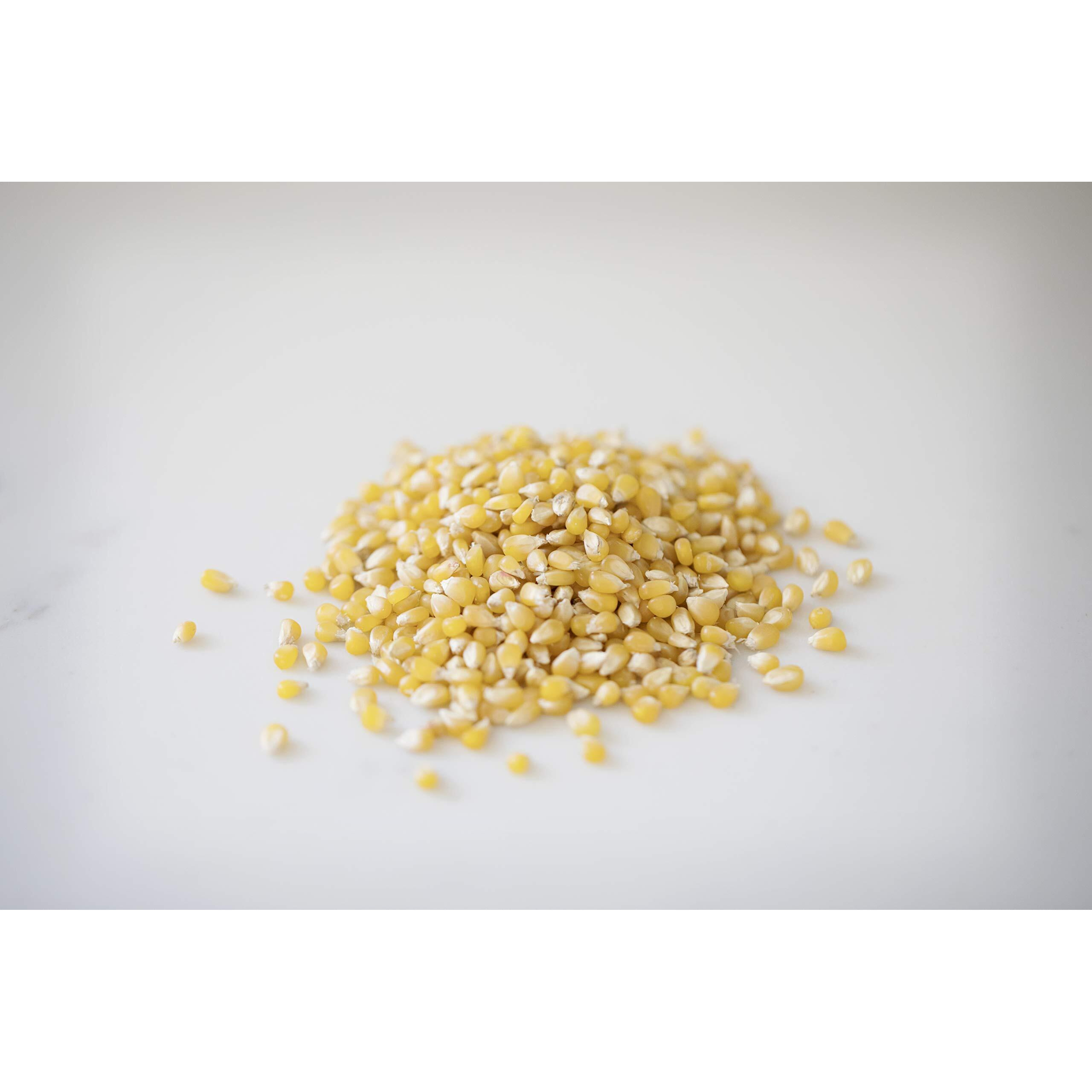 Amish Country Popcorn | 3-1 Lb Bags | Ladyfinger Popcorn Kernels | Old Fashioned, Non-Gmo And Gluten Free