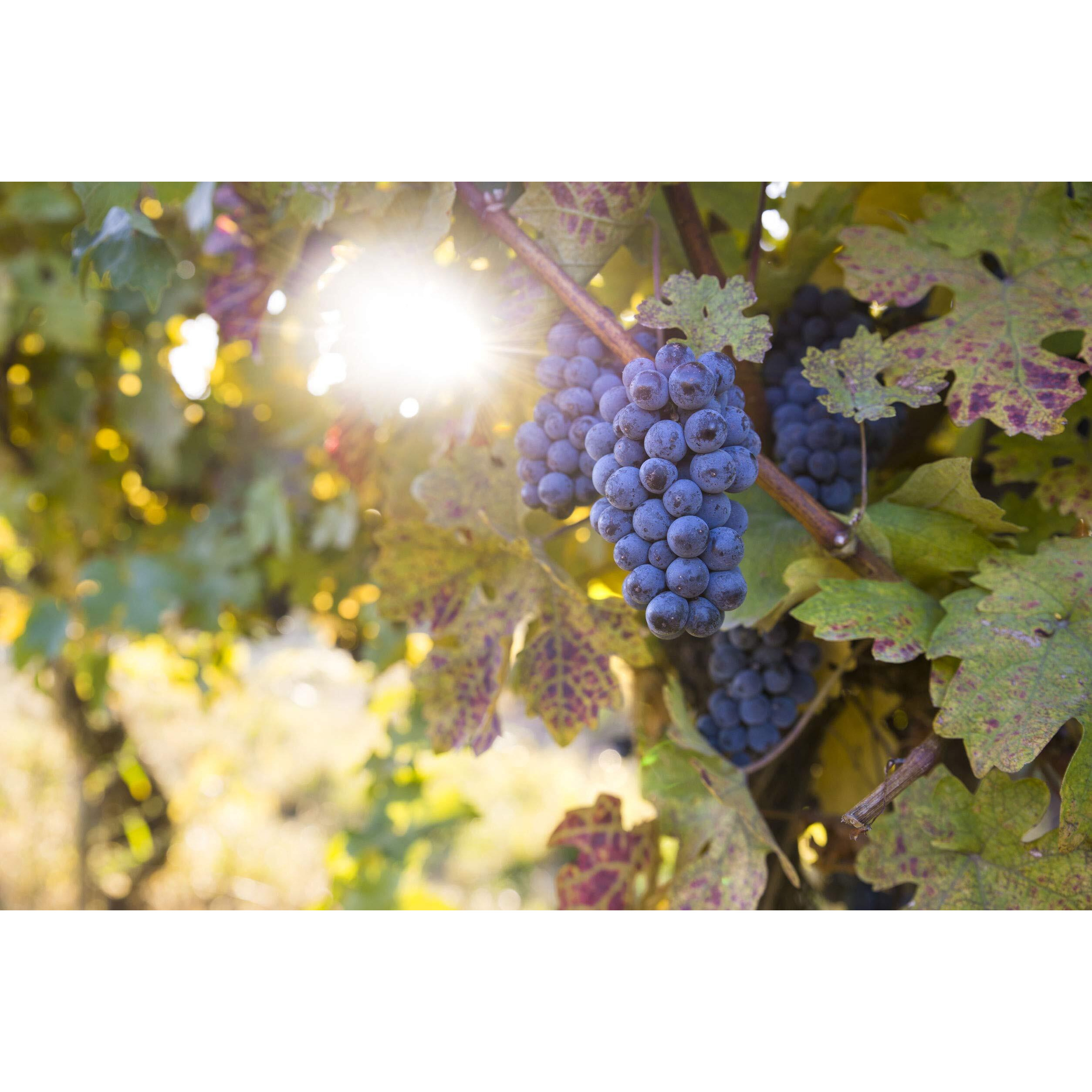 Calivirgin Balsamic Vinegar