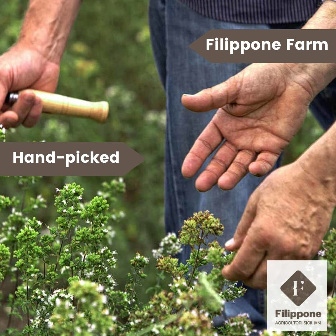 Organic Bay Leaves On Stem, 25 G (0.88 Oz), Laurel, Filippone, Picked Fresh Italian Dried Bay Leaf Sprigs, Sicilian, Freshly Grown In The Mountains Of Sicily, Whole Bay Leaves Certified Usda Organic