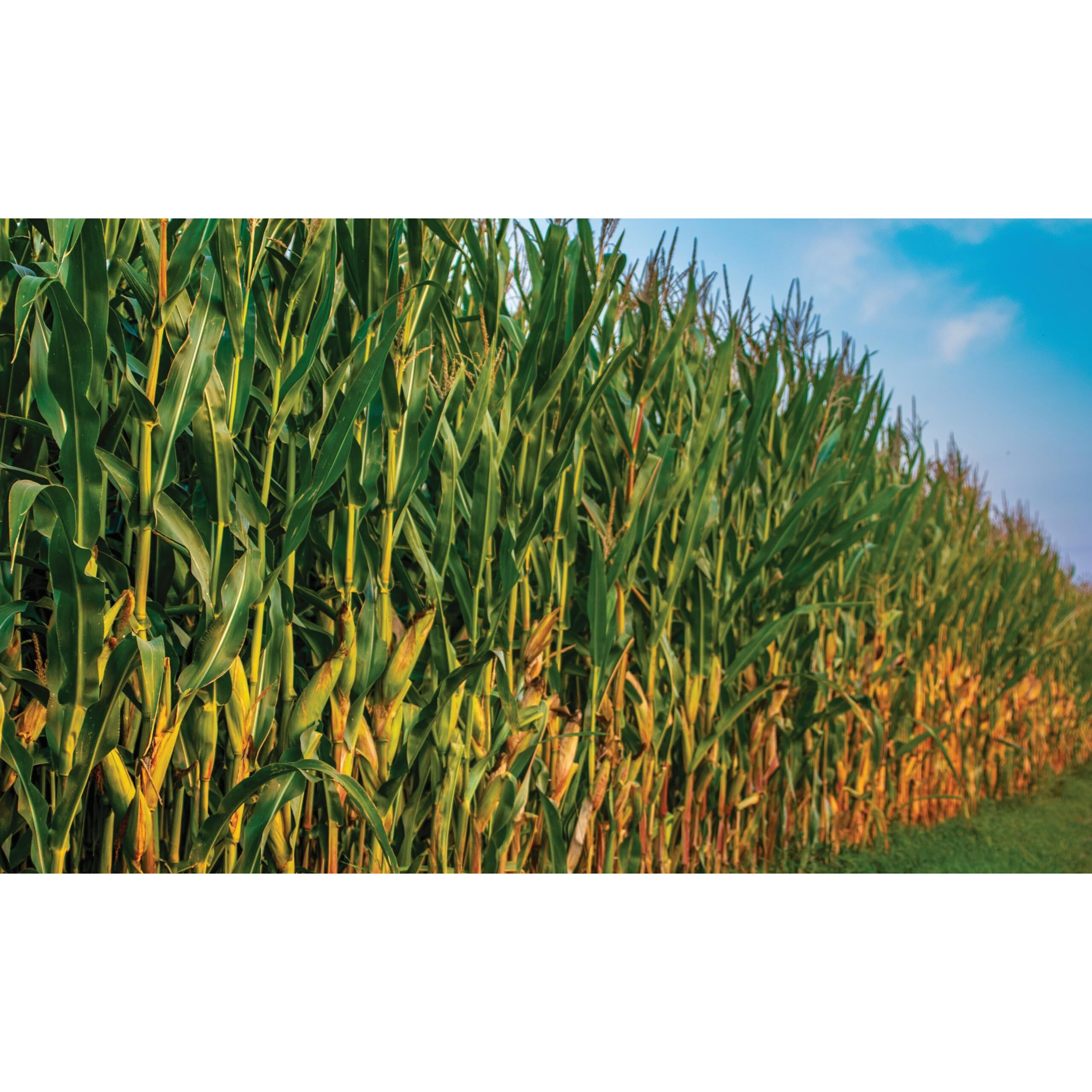 Early Morning Harvest Organic Stone Ground Corn Grits - Made From Organic, Non-Gmo Yellow Corn - Authentic, Old Fashioned Corn Grits For Cereal, Porridge & Polenta, Usa-Grown, Small Batch Ground Yellow Grits, Organic Polenta Corn Grits, Certified Organic Gmo Free Corn Grits (4, Pounds)