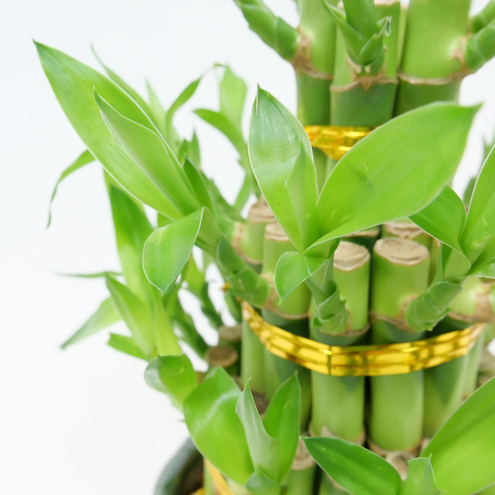 Athena's Garden Classic Three Layer Lucky Bamboo Plant Indoor Live Tower In Black Ceramic Container