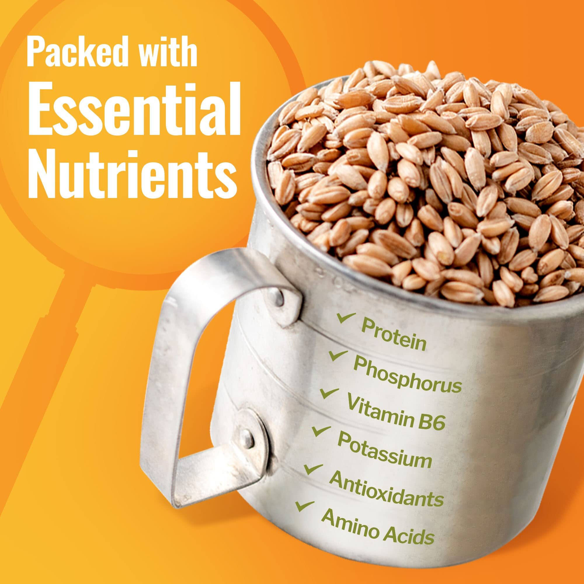 Grand Teton Ancient Grains - 100% Organic Spelt Berries, Whole Unmilled Spelt Berries, Us-Grown Farro Organic Grain, Nutritious Baking Staple, Whole Grain Spelt In Brown Paper Bag, 15 Lbs