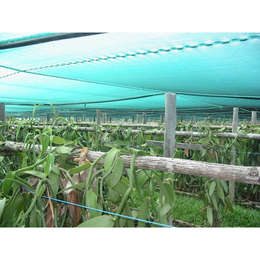 10 Split Extract Grade B Madagascar Bourbon Vanilla Beans 13~15 Cm (5~6"") By Vanilla Products Usa