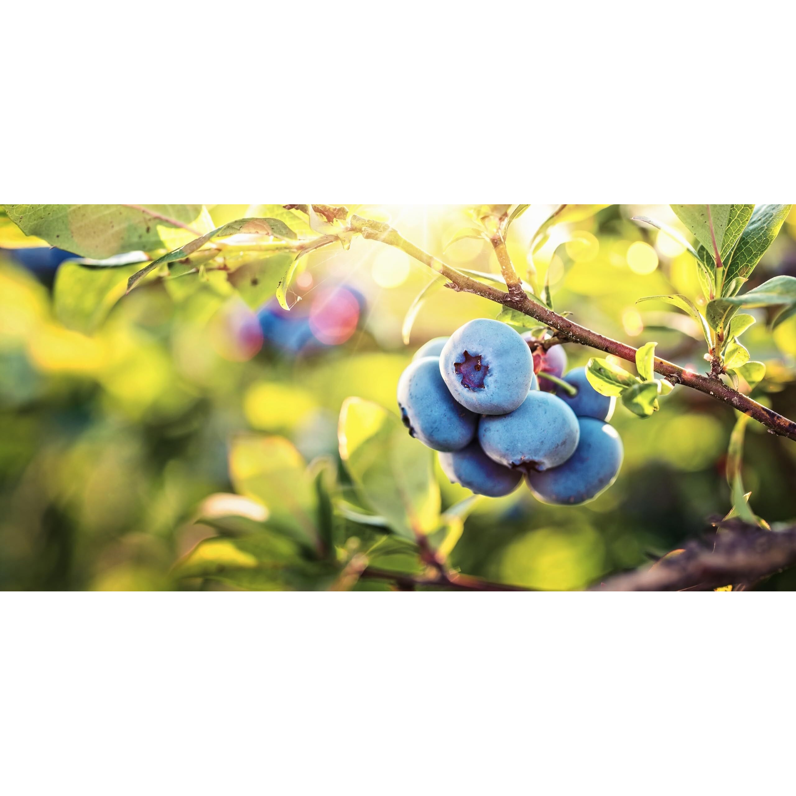 Pure Blueberry Extract For Baking And Flavoring - 4 Oz - Premium Quality Natural Flavors For Baked Goods, Desserts, & Cooking