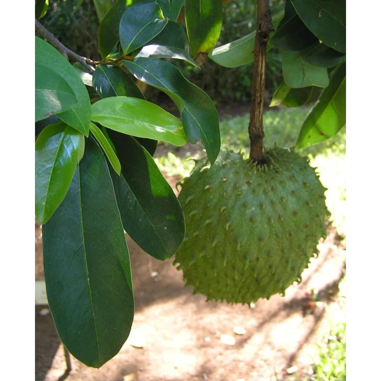 Shavuot Soursop Moringa Tea (Pack Of 1)