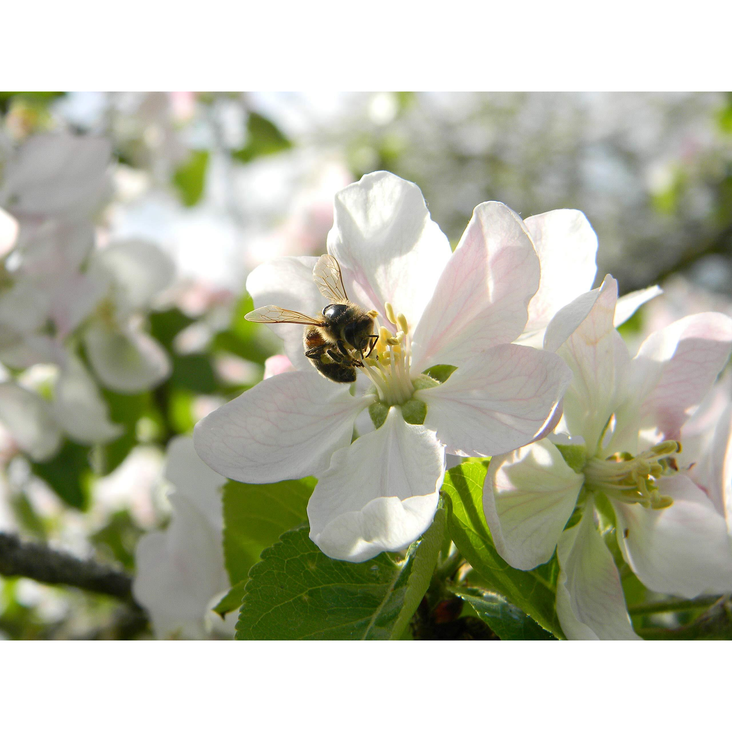 Fresh Organic Bee Bread, Naturally Fermented Pollen, Perga, 1 Pound, 460G., 2021 Harvest