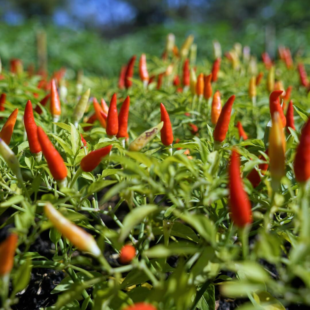 Organic Whole Dried Chili Peppers, On Stem, 25 G (0.88 Oz), Filippone, Sicilian, Fresh Grown In The Mountains Of Sicily, Spicy Sicilian Pepperoncino With Intense Aroma And Flavor, Decoration, Cooking, Certified Usda Organic