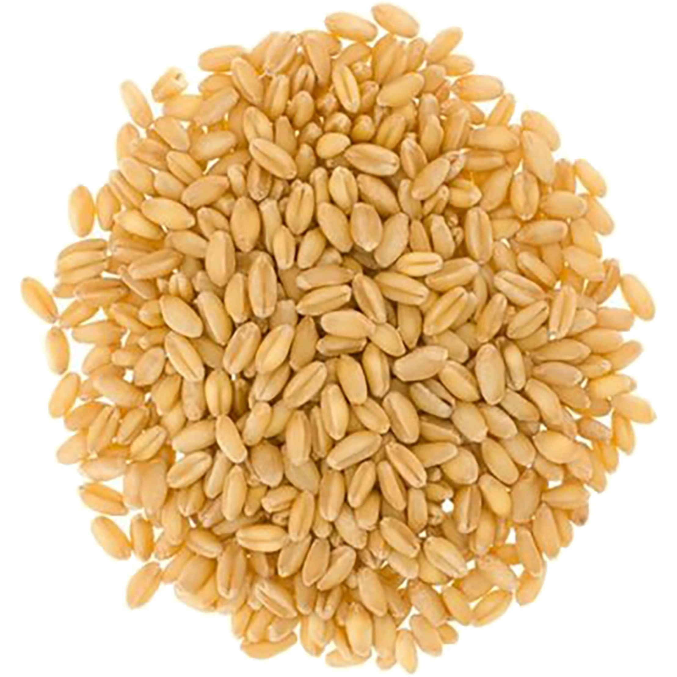 Soft White Wheat Berries | 3 Lbs | Family Farmed In Washington State | 100% Desiccant Free | Non-Gmo Project Verified | 100% Non-Irradiated | Kosher | Field Traced | Cotton Bag