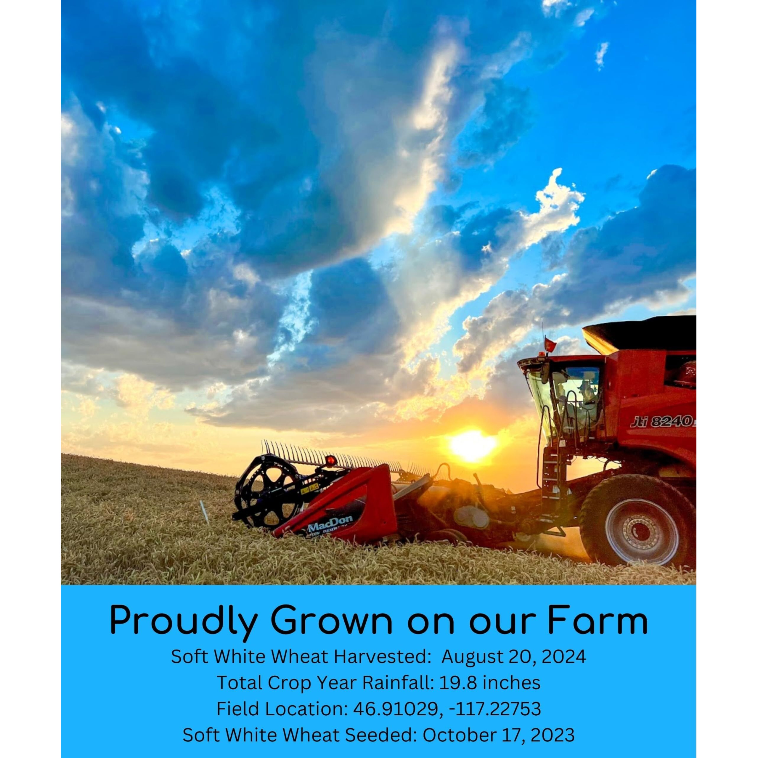 Soft White Wheat Berries | 3 Lbs | Family Farmed In Washington State | 100% Desiccant Free | Non-Gmo Project Verified | 100% Non-Irradiated | Kosher | Field Traced | Cotton Bag