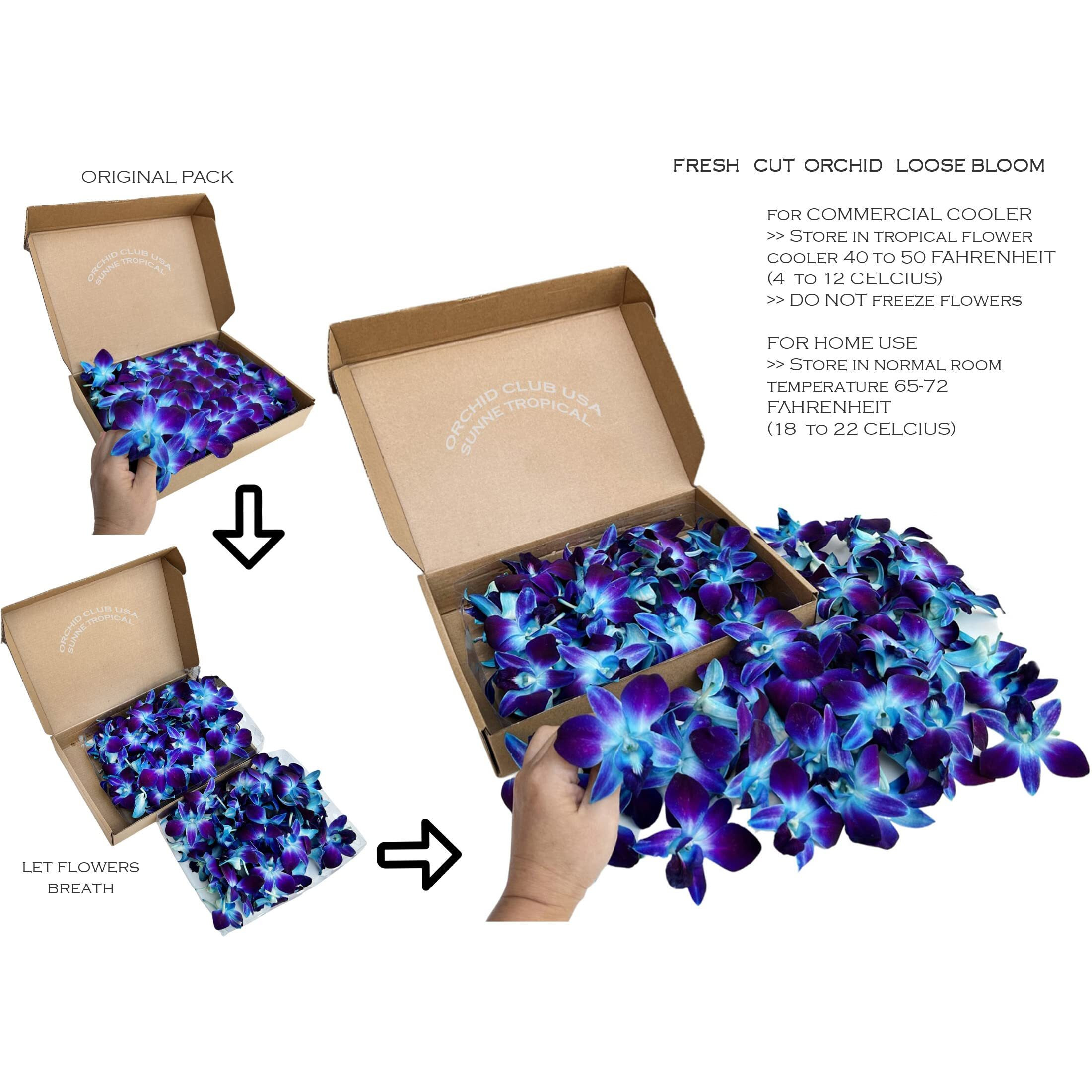 Miami Fresh Orchid Flower Orchidclub Usa Sunne Tropical Loose Bloom Head Diy Lei Food Drink Decoration (2X50 Blue)