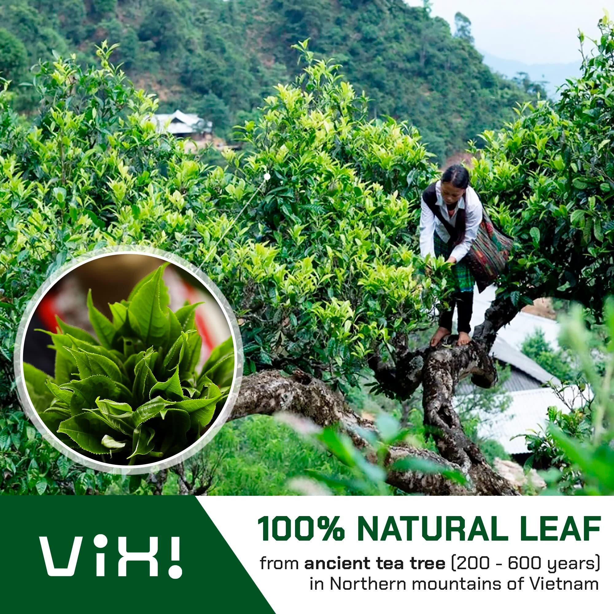 Vixi Green Tea Bags, 150 Counts, Vietnam's Mountain Tea, Antioxidant, Caffeinated, Tagless, Balanced Taste, 100% Natural From Ancient Tea Tree, Perfect For Hot And Cold Brew