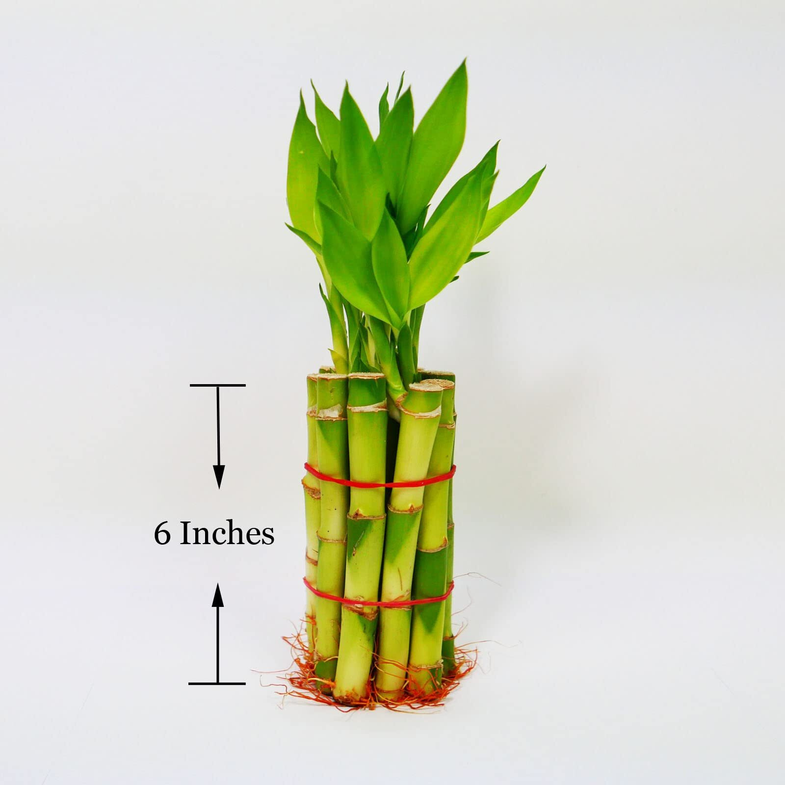 Lucky Bamboo Stalks With Shoots, 18""