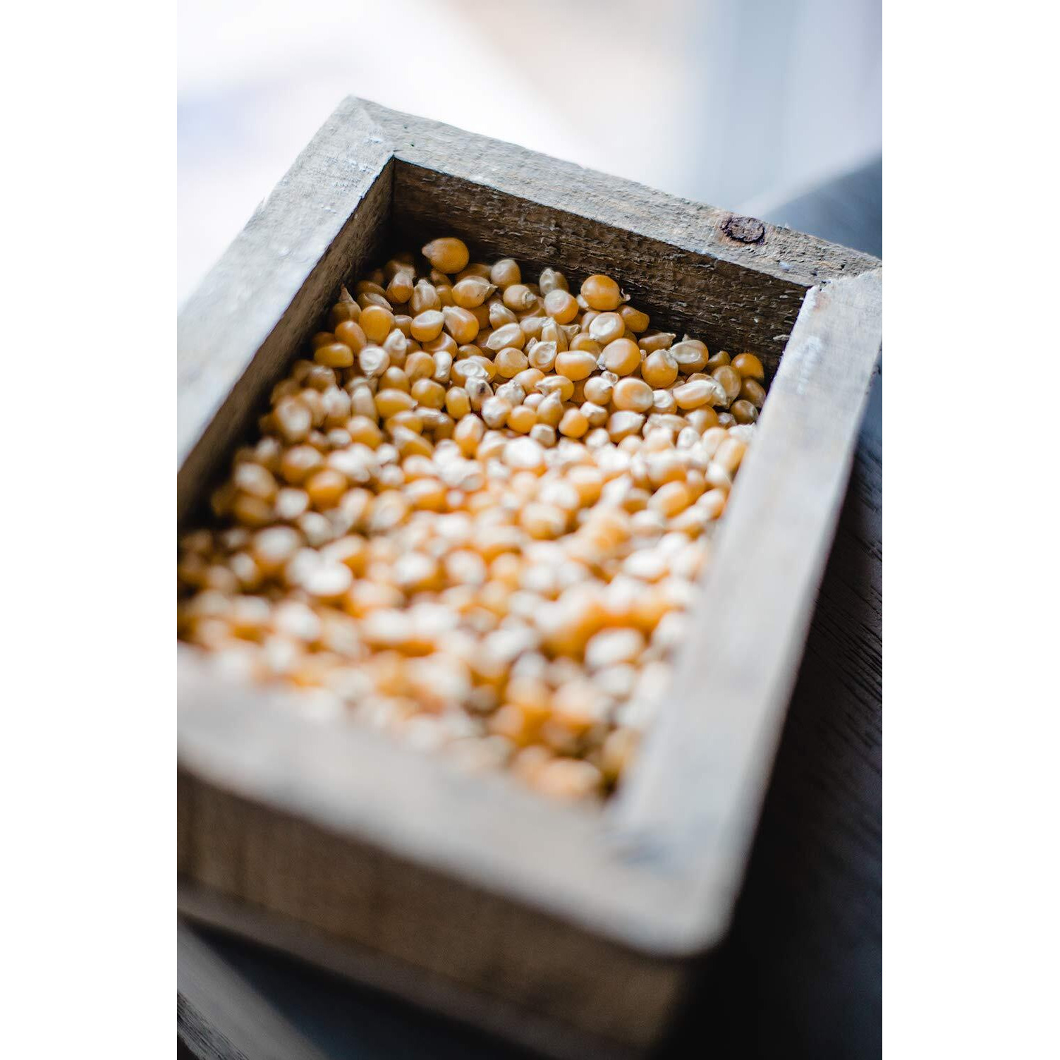 Amish Country Popcorn | 14 Oz Bottle | Extra Large Caramel Type Popcorn Kernels | Old Fashioned, Non-Gmo And Gluten Free (14 Oz Bottle)