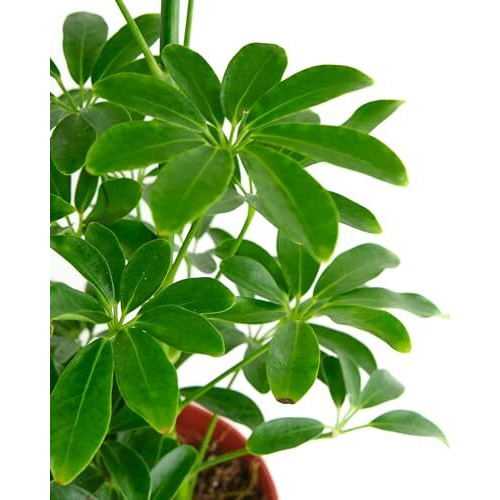 Shop Succulents Heptapleurum Arboricola, Live Indoor Plant, Low Maintenance Dwarf Umbrella Tree, Ideal For Home Decor, Office, And Room Enhancement, 6 Inch Nursery Pot