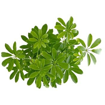 Shop Succulents Heptapleurum Arboricola, Live Indoor Plant, Low Maintenance Dwarf Umbrella Tree, Ideal For Home Decor, Office, And Room Enhancement, 6 Inch Nursery Pot