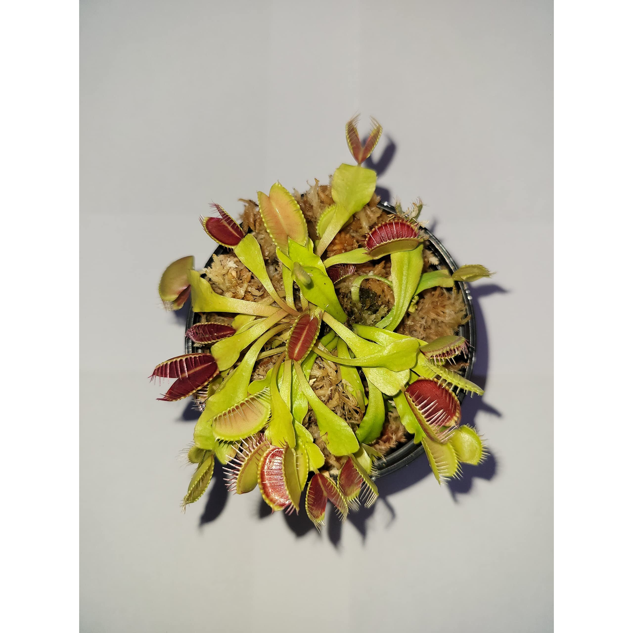 3 Small Venus Flytraps - Fly Trap - (Dionaea Muscipula) Carnivorous Plant 3 Inch Pot