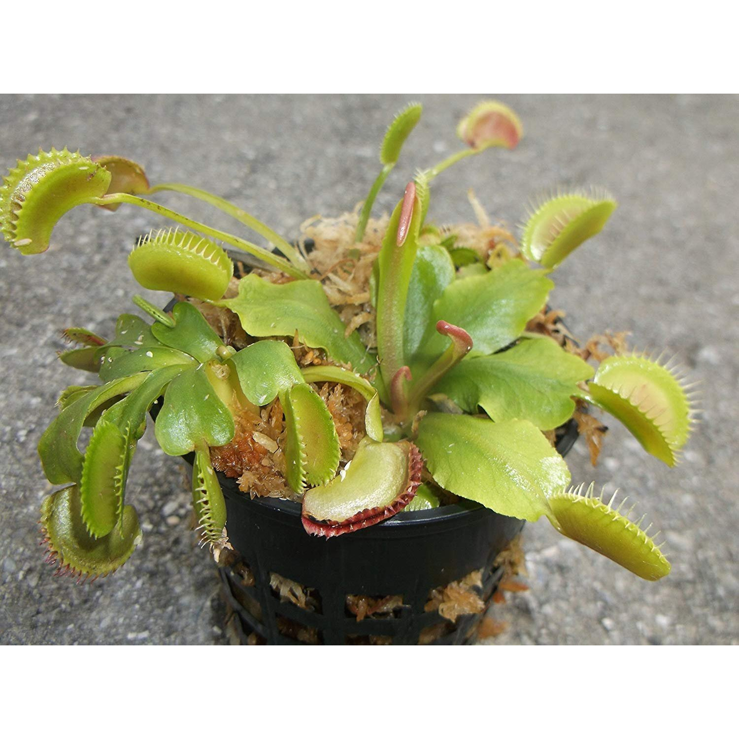 3 Small Venus Flytraps - Fly Trap - (Dionaea Muscipula) Carnivorous Plant 3 Inch Pot