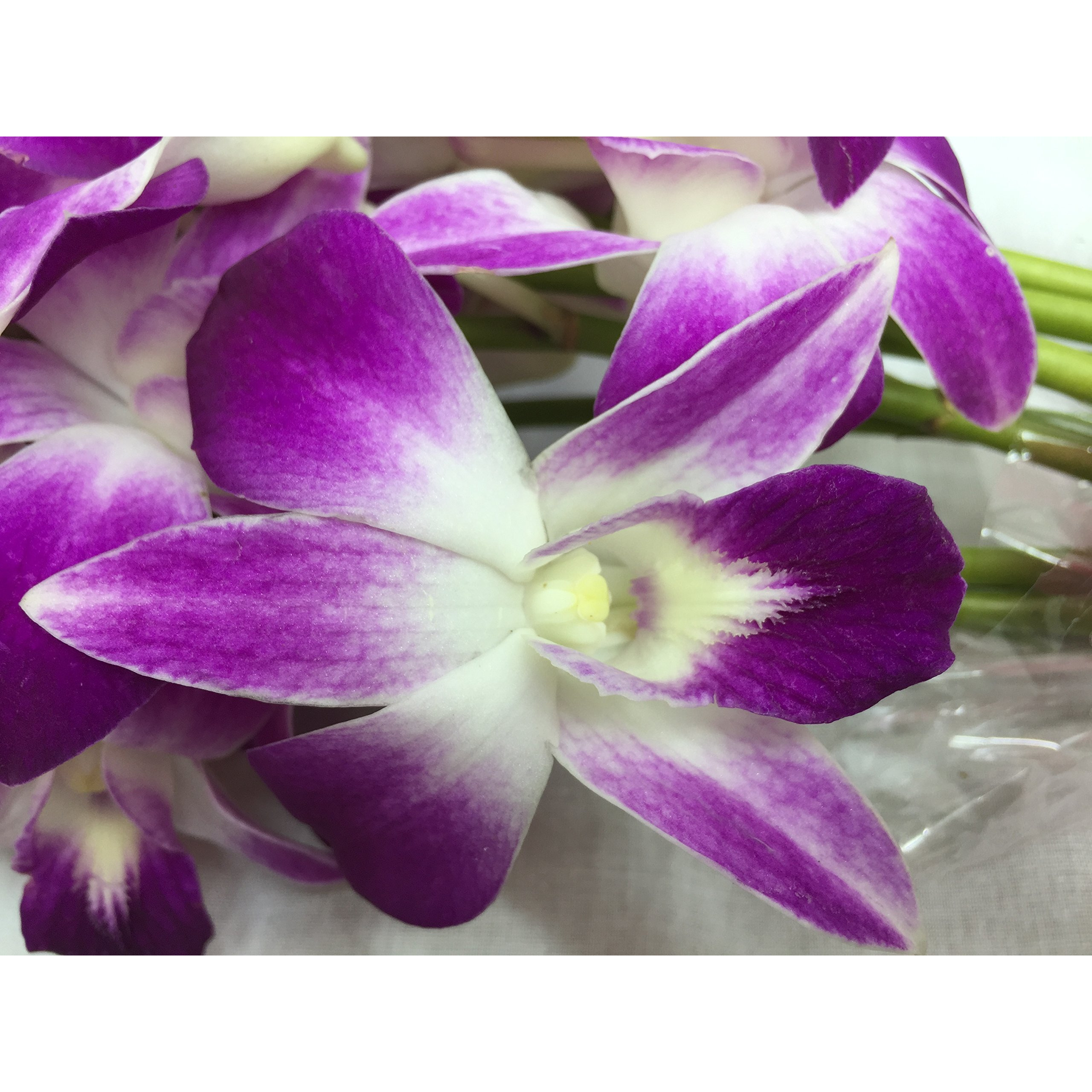 Premium Cut Purple Orchids (20 Stems With Vase) (Support Small Business)